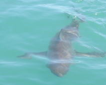 shark_010 Gansbaai - Great White Shark