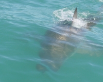 shark_014 Gansbaai - Great White Shark