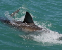 shark_015 Gansbaai - Great White Shark