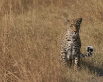 Moremi Game Reserv, Botswana