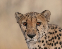 cheeta_003 Otjitotongwe Cheetha Park, Namibia.