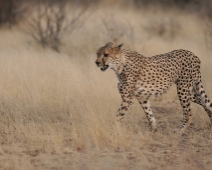 cheeta_004 Otjitotongwe Cheetha Park, Namibia.