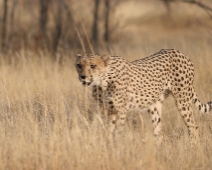 cheeta_006 Otjitotongwe Cheetha Park, Namibia.