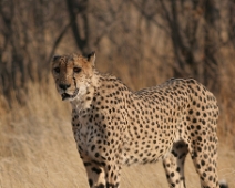 cheeta_009 Otjitotongwe Cheetha Park, Namibia.