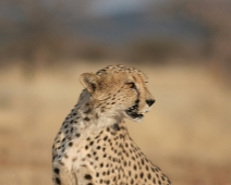 cheeta_012 Otjitotongwe Cheetha Park, Namibia.