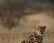 cheeta_021 Otjitotongwe Cheetha Park, Namibia.