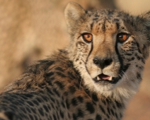 cheeta_024 Otjitotongwe Cheetha Park, Namibia.