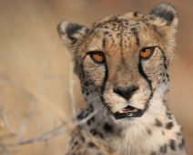 cheeta_001 Otjitotongwe Cheetha Park, Namibia.