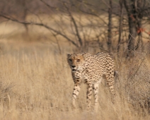 cheeta_005 Otjitotongwe Cheetha Park, Namibia.