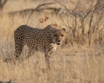 cheeta_011 Otjitotongwe Cheetha Park, Namibia.