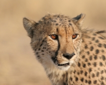 cheeta_013 Otjitotongwe Cheetha Park, Namibia.