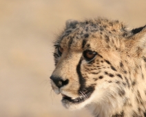 cheeta_014 Otjitotongwe Cheetha Park, Namibia.