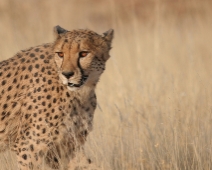 cheeta_015 Otjitotongwe Cheetha Park, Namibia.