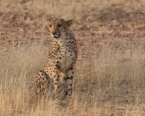 cheeta_016 Otjitotongwe Cheetha Park, Namibia.