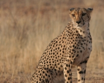 cheeta_017 Otjitotongwe Cheetha Park, Namibia.