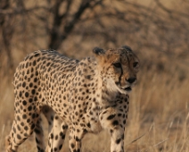 cheeta_022 Otjitotongwe Cheetha Park, Namibia.