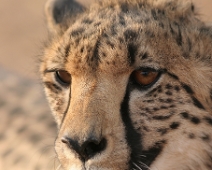 cheeta_023 Otjitotongwe Cheetha Park, Namibia.