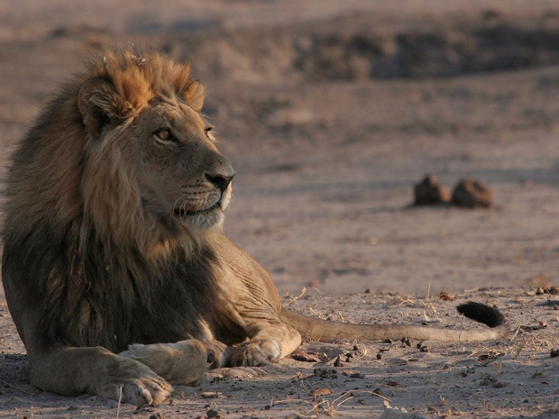 Chobe National Park Botswana