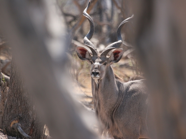 Khwai River Botswana