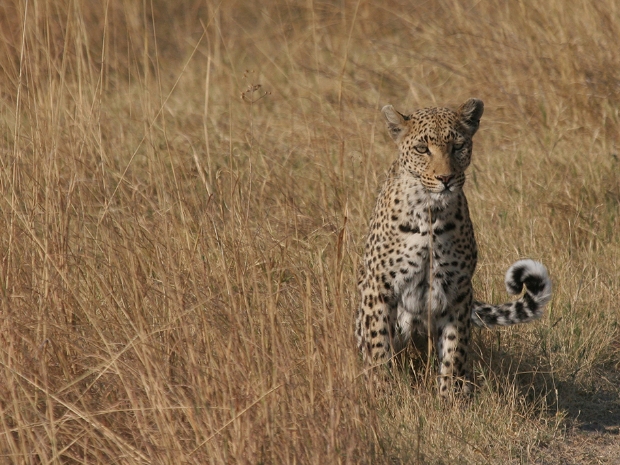 Moremi Game Reserv Botswana