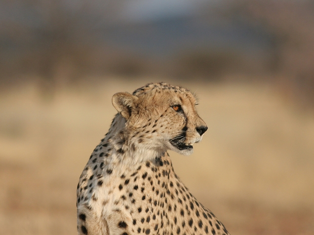 Otjitotongwe Cheetha Park Namibia