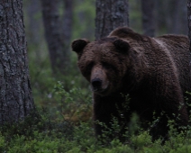 bjorn_004 Hälsingland - Brunbjörn (Ursus arctos)