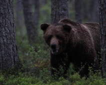 bjorn_006 Hälsingland - Brunbjörn (Ursus arctos)