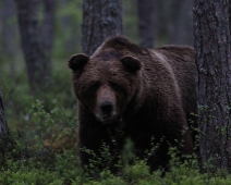 bjorn_011 Hälsingland - Brunbjörn (Ursus arctos)