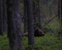 bjorn_012 Hälsingland - Brunbjörn (Ursus arctos)