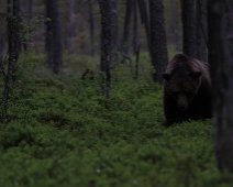 bjorn_013 Hälsingland - Brunbjörn (Ursus arctos)