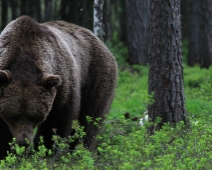 bjorn_015 Hälsingland - Brunbjörn (Ursus arctos)