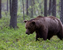 bjorn_017 Hälsingland - Brunbjörn (Ursus arctos)