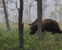 bjorn_018 Hälsingland - Brunbjörn (Ursus arctos)