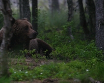 bjorn_019 Hälsingland - Brunbjörn (Ursus arctos)