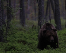 bjorn_005 Hälsingland - Brunbjörn (Ursus arctos)