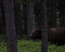 bjorn_009 Hälsingland - Brunbjörn (Ursus arctos)