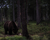 bjorn_010 Hälsingland - Brunbjörn (Ursus arctos)