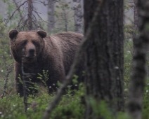 bjorn_016 Hälsingland - Brunbjörn (Ursus arctos)