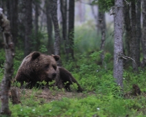 bjorn_020 Hälsingland - Brunbjörn (Ursus arctos)