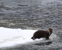 004_mink Färnebofjärdens nationalpark - Mink