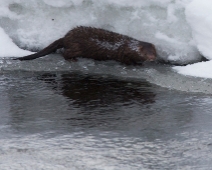 019_mink Färnebofjärdens nationalpark - Mink