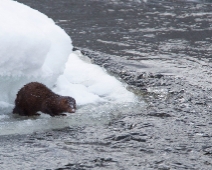 021_mink Färnebofjärdens nationalpark - Mink