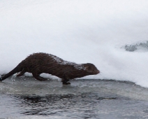 018_mink Färnebofjärdens nationalpark - Mink