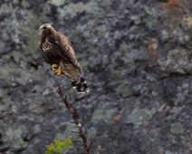 fjallvrak_001 Fjällvråk Stannade på en parkeringsplats på E10 till Narvik och blev anfallen av denna fjällvråk.