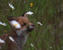 fox_002 Rödräv (Vulpes vulpes)