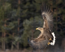 White-tailed Eagle