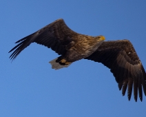 eagle_0081 Havsörn, Färnebofjärdens National Park, Sweden