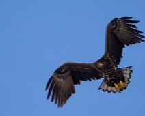 eagle_0082 Havsörn, Färnebofjärdens National Park, Sweden