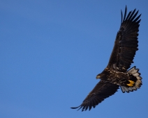 eagle_0083 Havsörn, Färnebofjärdens National Park, Sweden