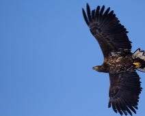 eagle_0087 Havsörn, Färnebofjärdens National Park, Sweden